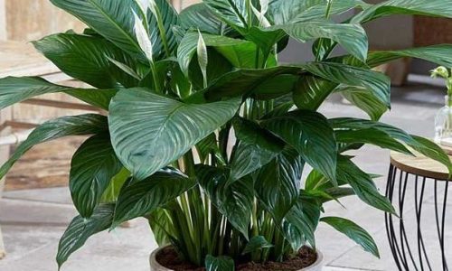 Spathiphyllum-en-maceta-e1642339643715