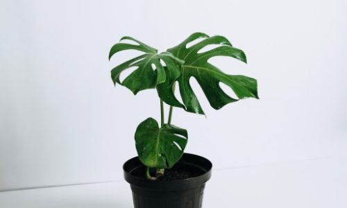 monstera-deliciosa